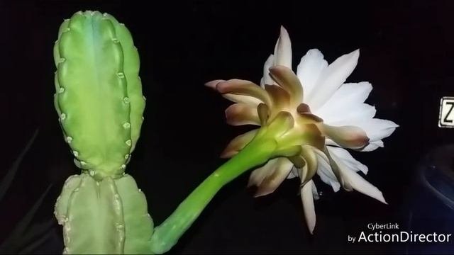 Огромный Цветок Цереуса?Cereus Peruvianus Blooming.