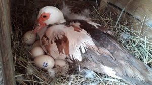 Как узнать Что Утка села на Гнездо _ Индоутки _ Утка сменила место для Яйцекладки.