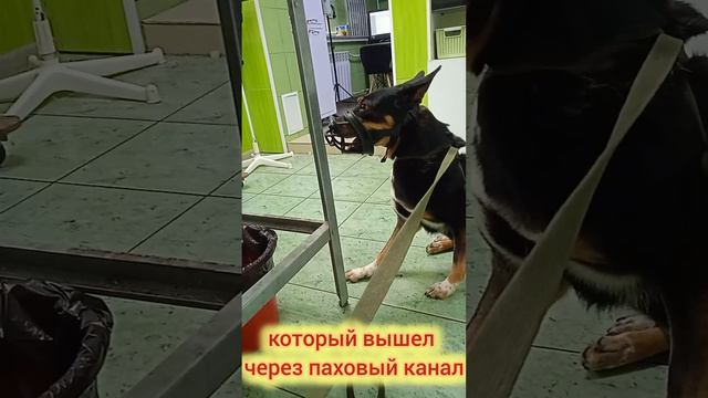 На днях нас Пеппочка испугала