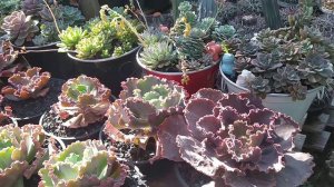 suculentas com dicas! como eu cuido da minha echeveria Japão x Mahogany??