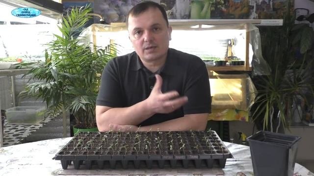 Что срочно делаем и чего не делаем с помидорами после всходов .
