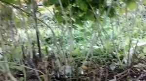 Уход за малиной Как выращивать и ухаживать за малиной осенью