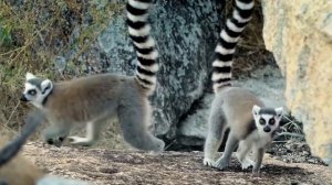 Кошачий Лемур – Уникальное Животное с Острова Мадагаскар!