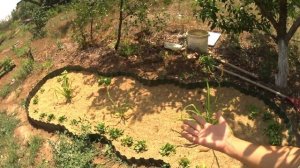 Мульчирую грядки РИСОВОЙ ШЕЛУХОЙ и поливаю 1 раз в неделю.Дачница БЕЗ Опыта