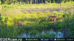 Олени. На лесной просеке ) Всегда свежие фото и видео с фотоловушек Егерькам.