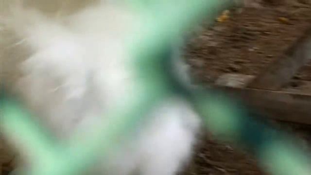 Птички в клетке. Частный мини-зоопарк.Поселок Конаклы (Турция)Пушистые куры,рыбы в пруду. смотреть онлайн