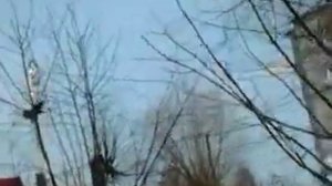 Кто это? Скворец или дрозд-рябинник?! Вопросы к зрителям