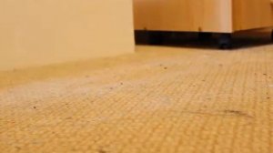 "Домашний" зайчонок Маруся