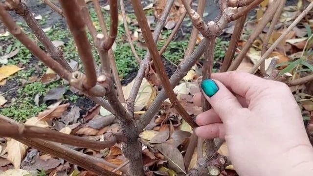 Предварительная осенняя обрезка гортензии с нарезкой черенков