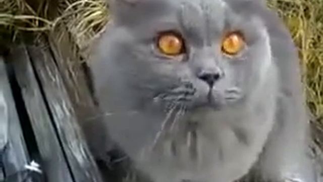 Разговорчивый кот смотреть онлайн