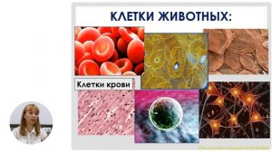 Биология, 6-й класс, В мире клеток