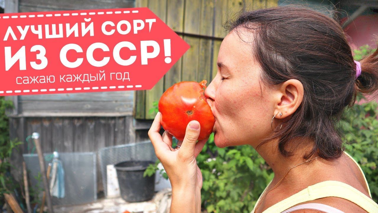 Самый вкусный сорт томатов из СССР!  Если пропустили сажать обязательно. Сорт помидор бычье сердце