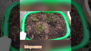 Посадка морошки в контейнеры. Новый эксперимент.