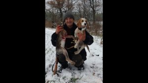 Наши друзья-  бигль Дина и Николай. Добор подранка.