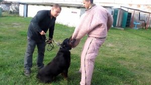 Отработка задержания собаками