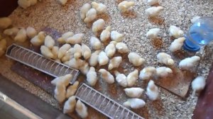 Лучшая еда для цыплят бройлеров  Цыплятам РОСС 708 три дня