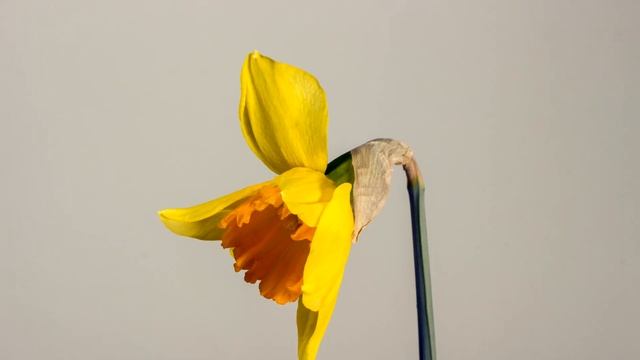 Музыка для души. Цветы. Фортепиано. 4к. смотреть онлайн