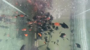 Кормление барбусов