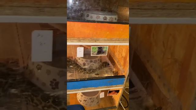 Укус анаконды😱😱😱 смотреть онлайн