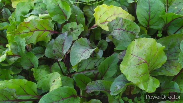 красные пятна на листьях - мелкая свекла смотреть онлайн