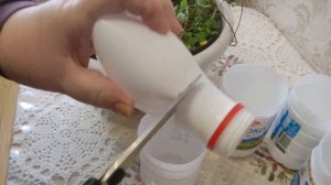 ДИХОНДРА Ампельная. Зимнее размножение черенками. Посейте один только раз и будете даже выбрасывать