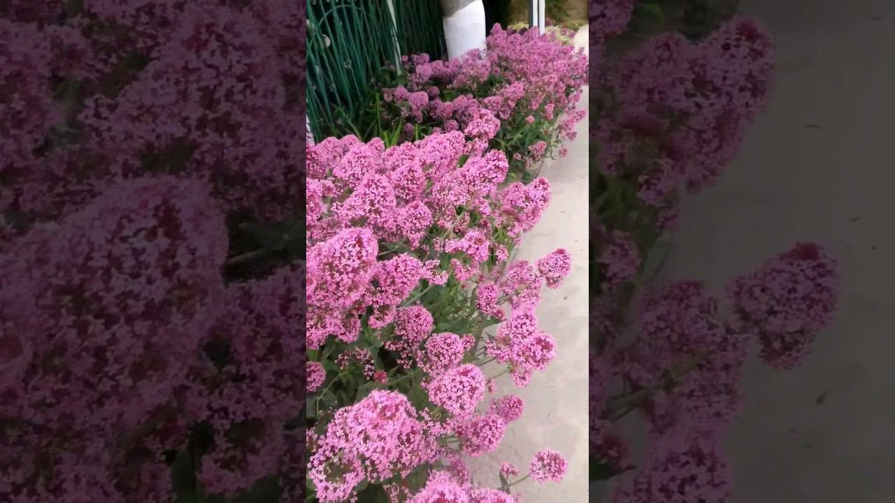 Кентрантус многолетник в Крыму #ландшафт