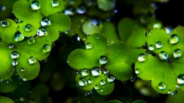 Клевер смотреть онлайн