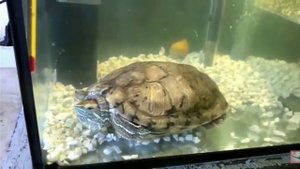 как приучить черепах к рукам