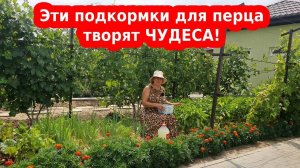 Чем подкормить перец в течение сезона для налива плодов и урожая