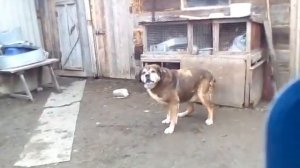 Лай кавказского волкодава