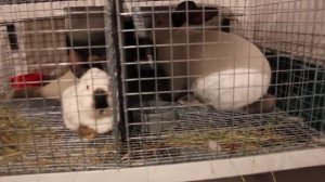 Клетки для кроликов из сетки