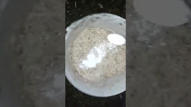 Чем кормить гусей в зимне-весенний период. смотреть онлайн