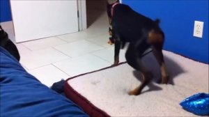 Смешные испуги людей и животных Посмейся, только не лопни - смешное видео, приколы, смотреть онлайн