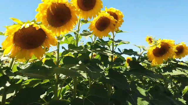 Sunflower Walk смотреть онлайн