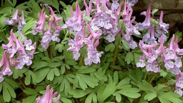 Минутка релаксации смотреть онлайн