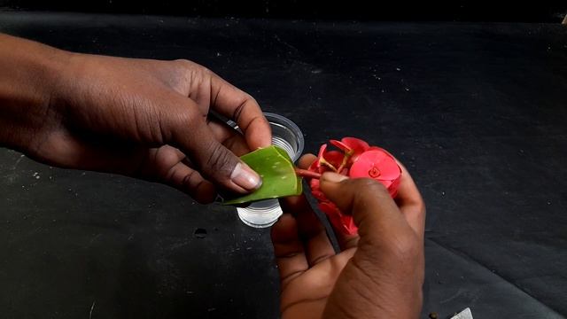 How to Grow Euphorbia Milii by Flower Cutting with water || Propagation of Euphorbia Milii смотреть онлайн