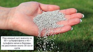 Уход за малиной после плодоношения, обрезка, подкормка, обработка