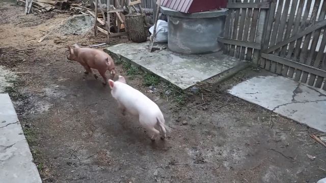 Копаю септик//Еще один весенний приплод!!! смотреть онлайн