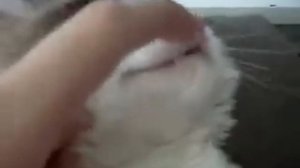 Как заставить кота чихнуть