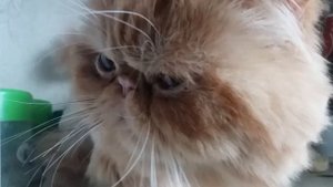 Уход за глазами персидских кошек.