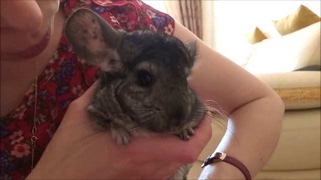 ПОКУПКИ ДЛЯ ШИНШИЛЛЫ - Купание шиншиллы - Содержание шиншиллы в домашних условиях