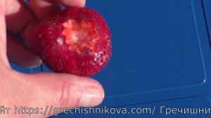 БОГЕМА среднеспелый сорт клубники