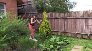 Уход и стрижка туи Yellow Ribbon