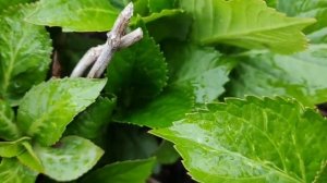 5 признаков клеща на гортензиях | Как определить клеща на гортензиях