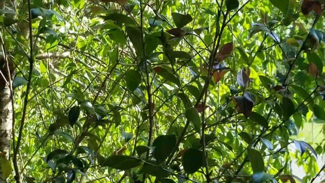 CAMELLIA 'WINTER'S SNOWMAN' HYBRID TEA-OIL CAMELLIA PLANT смотреть онлайн