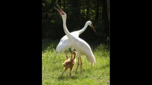 День белых журавлей