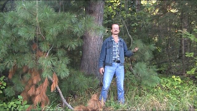 Великий кедр - очень красивая песня!!! смотреть онлайн