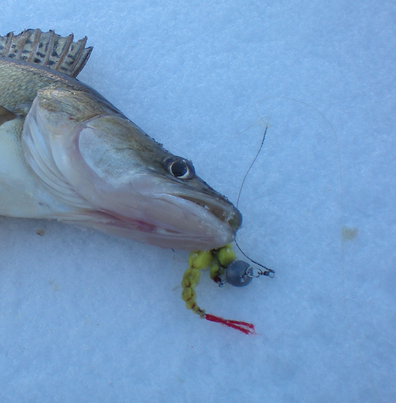 " Поролоновый червяк" на офсетном крючку.