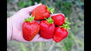 ЭМИ ранний сорт клубники