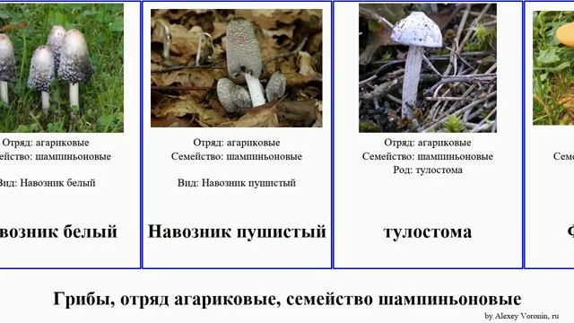 Грибы, отряд агариковые, семейство шампиньоновые лепиота гриб-зонтик fungus Белошампиньон Навозник